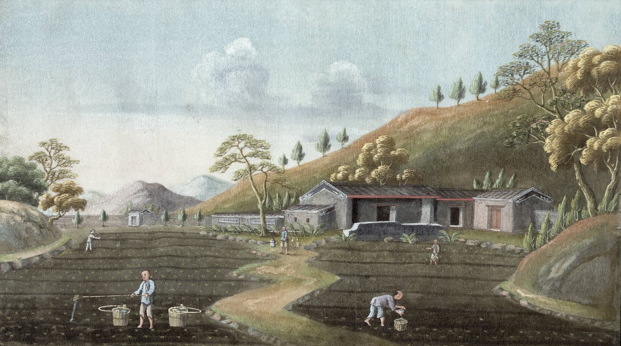 Sadzenie herbaty (wc na papierze) autorstwa Chinese School