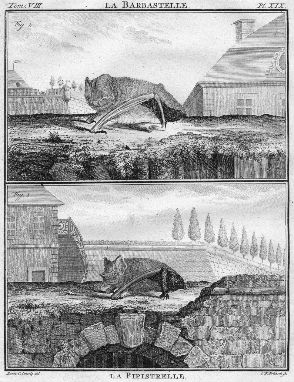 La Barbastelle i La Pipistrelle, ok. 1763. autorstwa Christian Friedrich Fritzsch