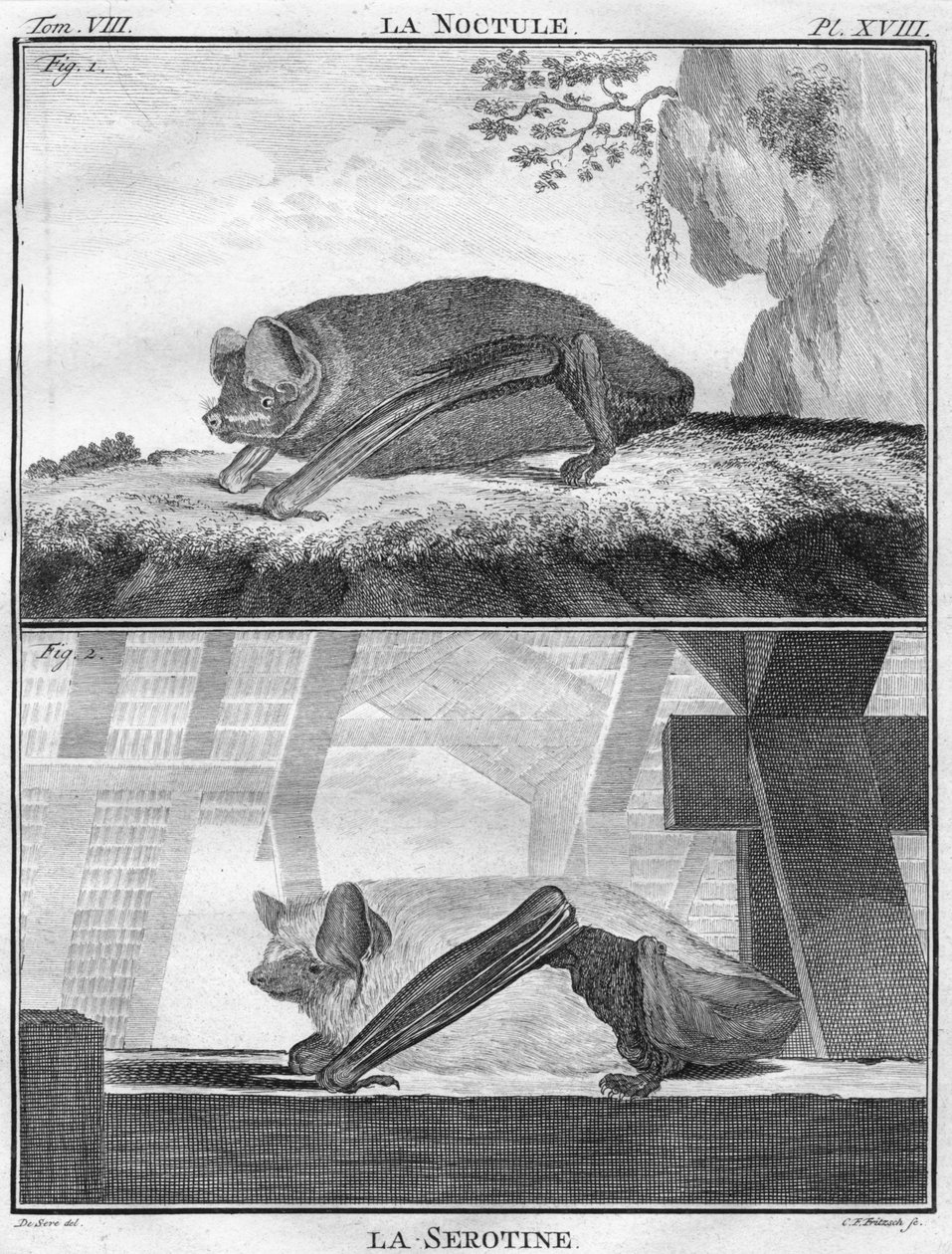 La Noctule i La Serotine, ok. 1763. autorstwa Christian Friedrich Fritzsch