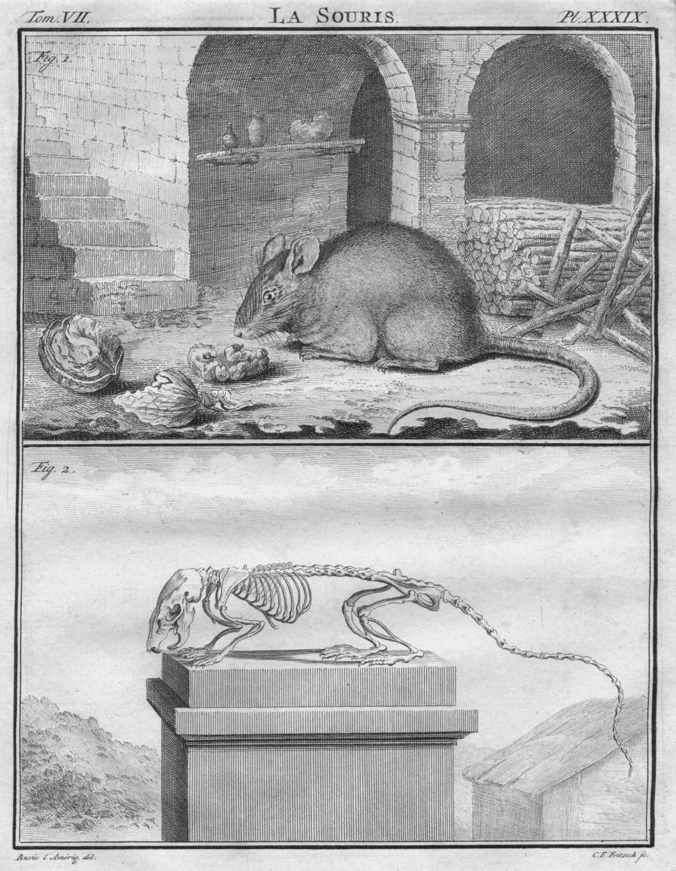 Mysz, ok. 1763. autorstwa Christian Friedrich Fritzsch