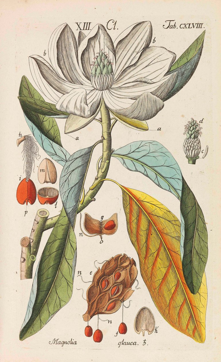 Podręcznik botaniczny, 1808. autorstwa Christian Schkuhr