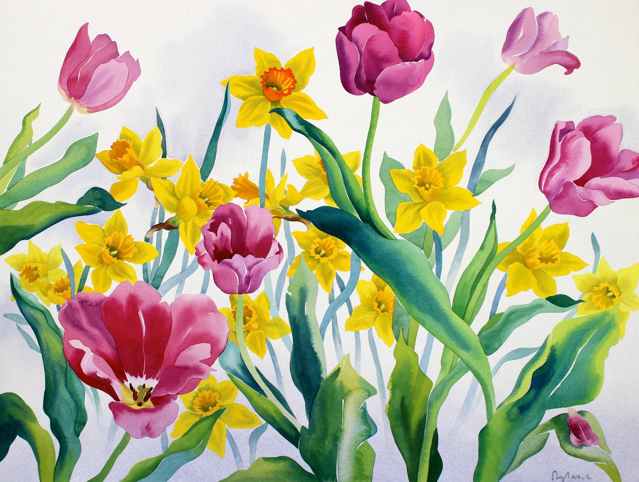 Żonkile i tulipany (akwarela na papierze) autorstwa Christopher Ryland