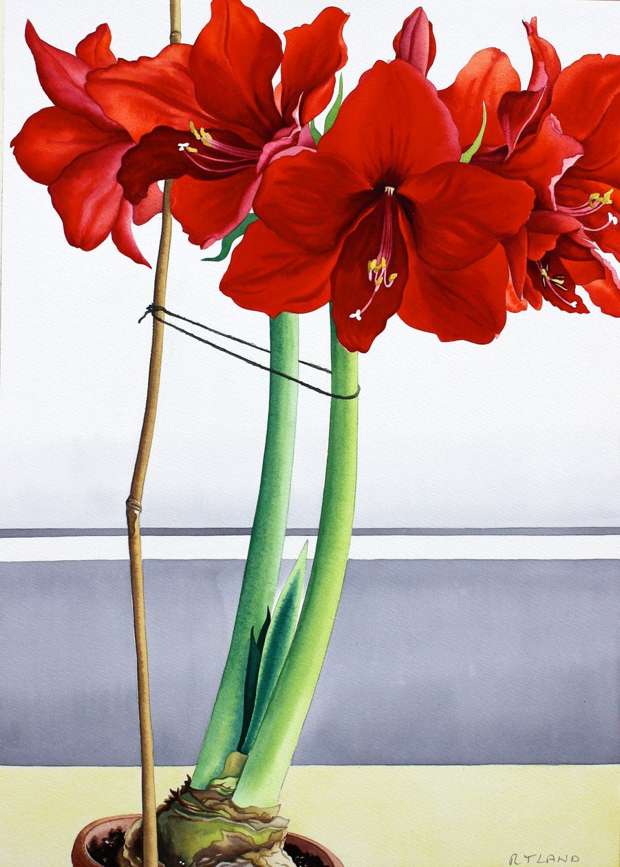 Czerwony Amarylis 2 (akwarela na papierze) autorstwa Christopher Ryland