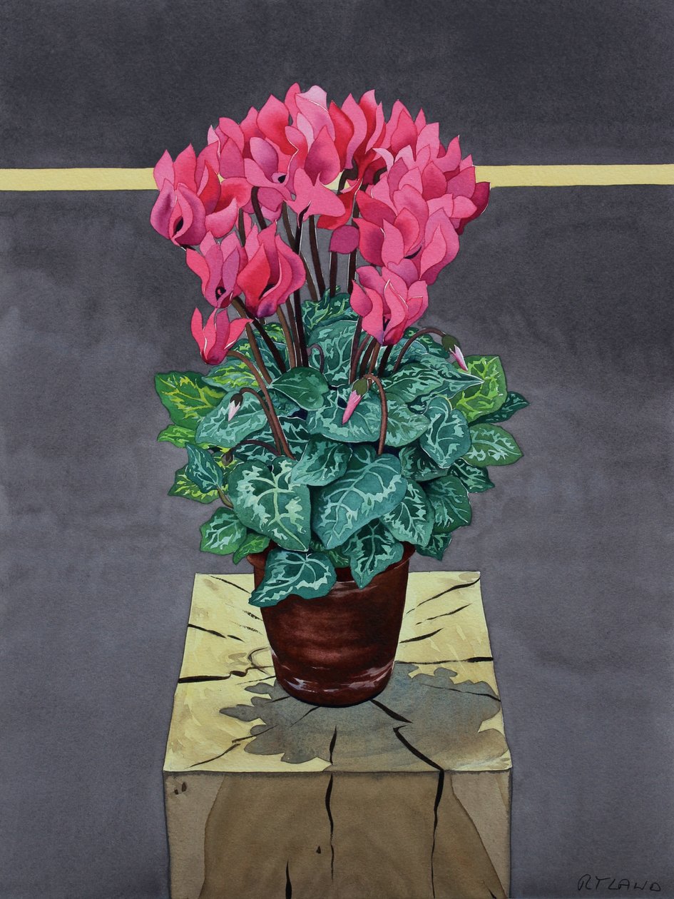 Cyklamen Martwa Natura (akwarela na papierze) autorstwa Christopher Ryland