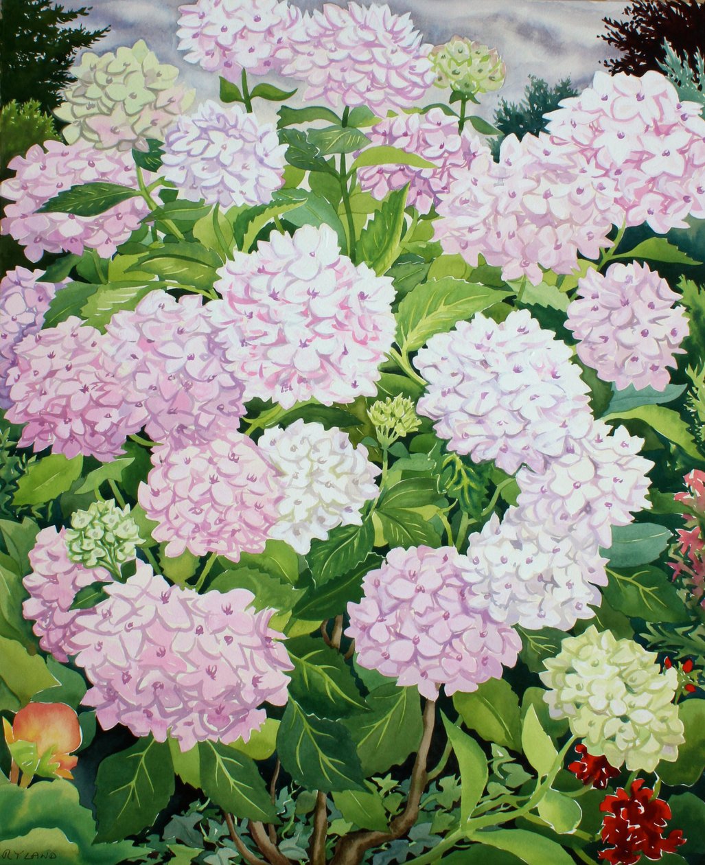 Biała Hortensja autorstwa Christopher Ryland