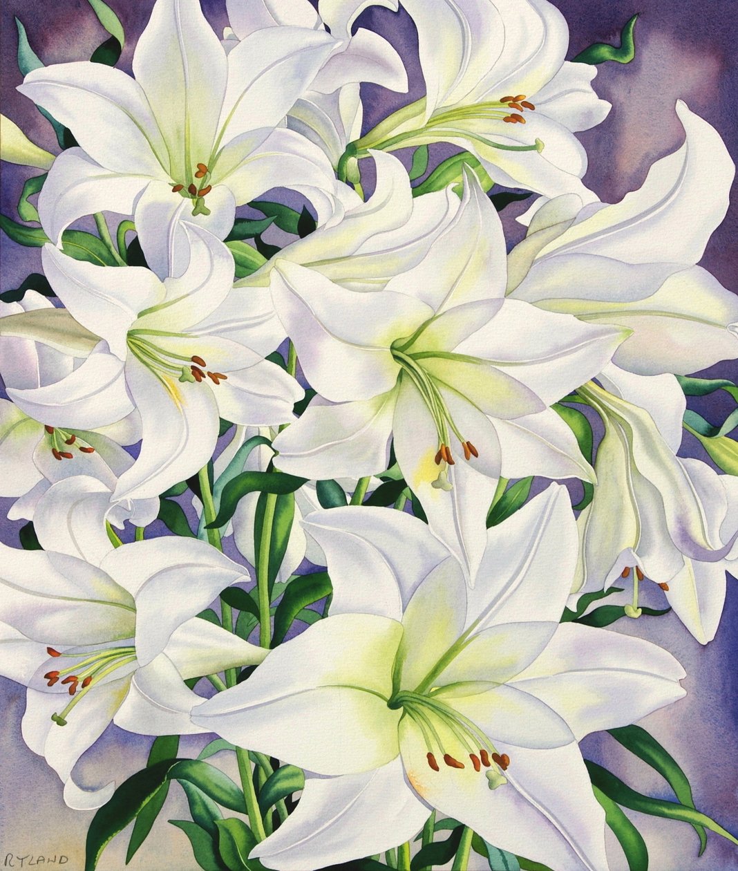 Białe lilie, 2008 (wc na papierze) autorstwa Christopher Ryland