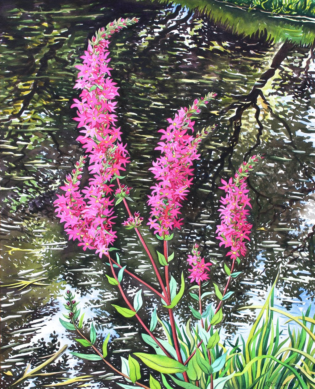 Wild Loosestrife (akwarela na papierze) autorstwa Christopher Ryland