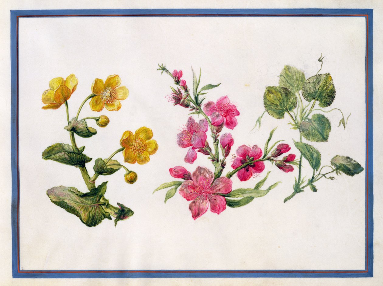 nagietek bagienny, japonica, fiołek autorstwa Claude Aubriet