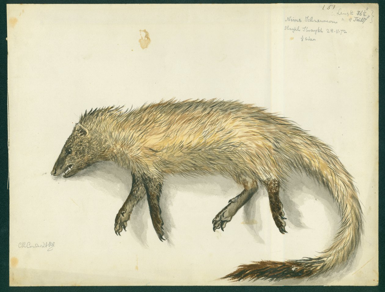 Mangusta, 1872 (wc i ołówek na papierze) autorstwa Claude Conder