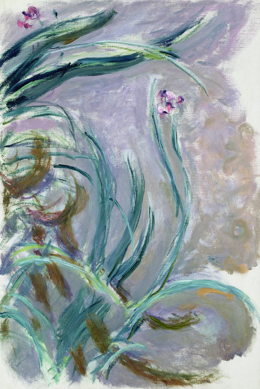 Irys, 1924-25 autorstwa Claude Monet