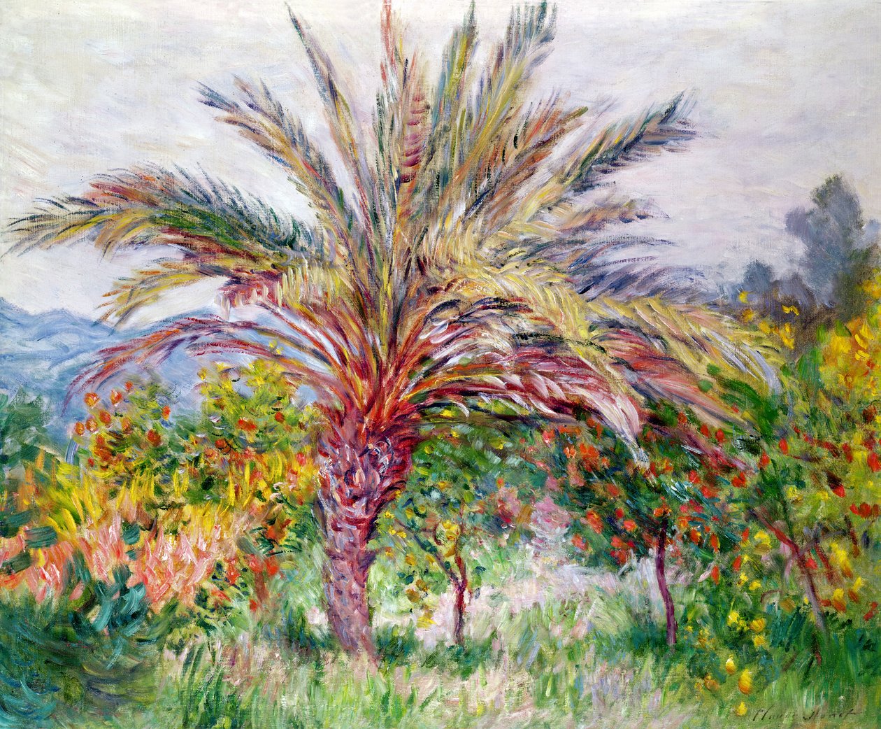 Palma w Bordighera, c.1884 autorstwa Claude Monet