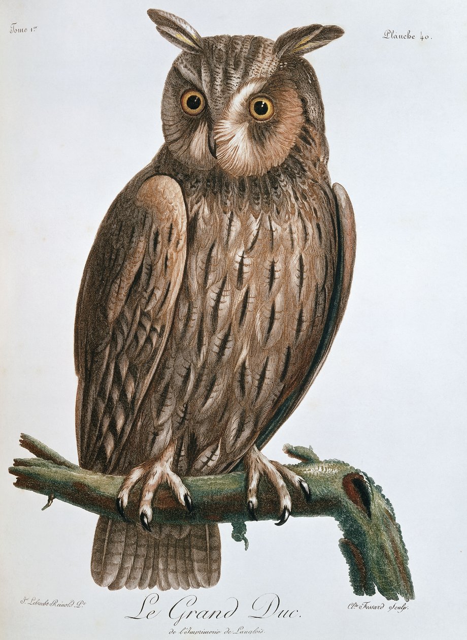 Le Grand Duc", Puchacz, 1799-1808 autorstwa Claude Fessard