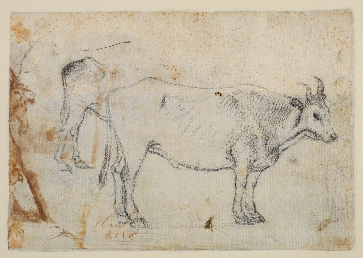 Badanie wołu autorstwa Claude Lorrain