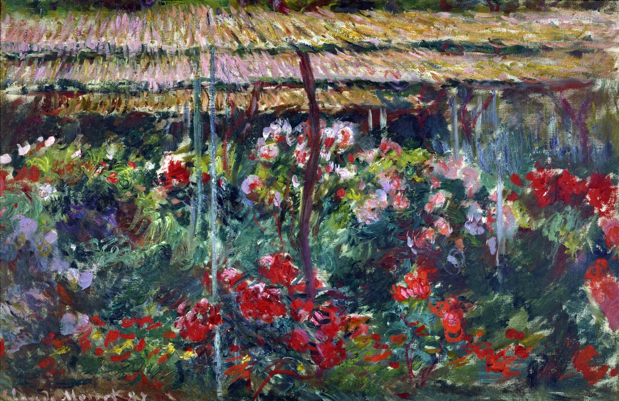 Ogród piwonii. (Malarstwo,1887) autorstwa Claude Monet