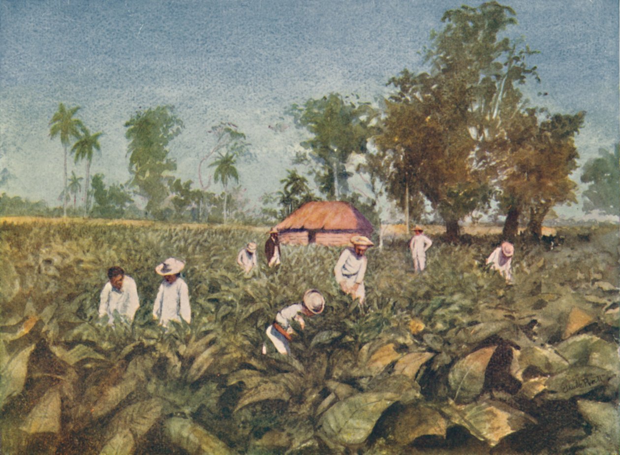 Plantacja tytoniu, Kuba, 1916 r. autorstwa Claude Pratt
