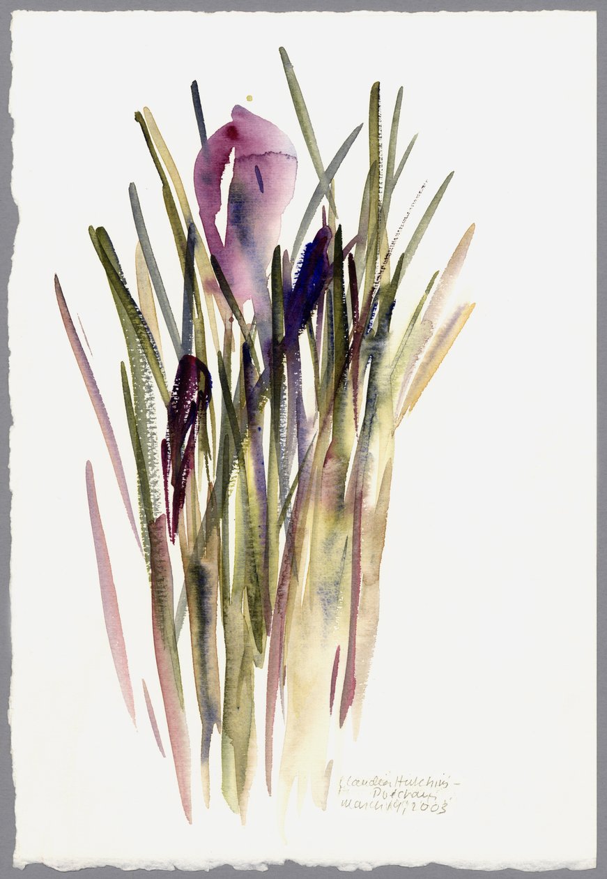 Krokus, 2003 (akwarela) autorstwa Claudia Hutchins Puechavy