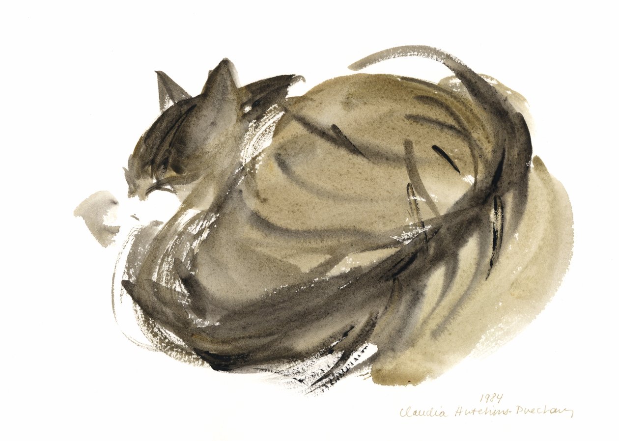 Śpiący kot, 1985 (akwarela) autorstwa Claudia Hutchins Puechavy