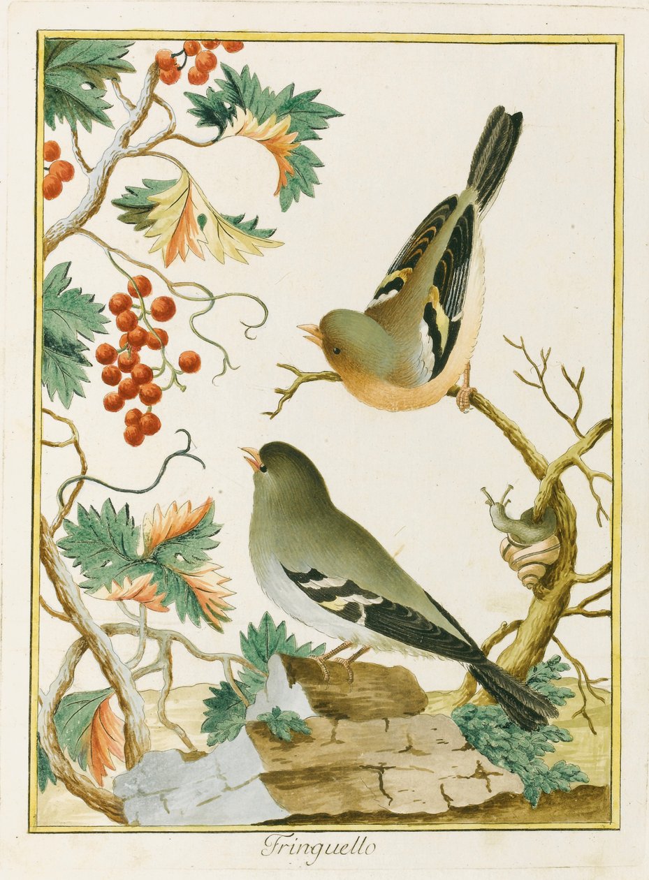 Finch Finch. Z Ornitologii Europy Południowej, 1772. autorstwa Clemente Bernini