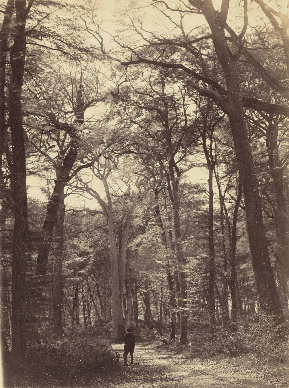 Scena leśna, ok. 1865 (zdjęcie) autorstwa Constant Alexandre Famin
