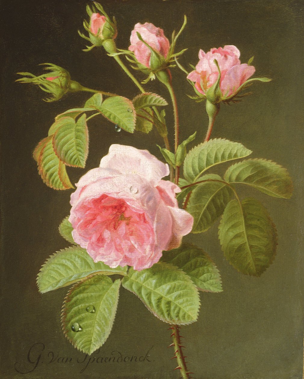 Gałąź róż autorstwa Cornelis van Spaendonck