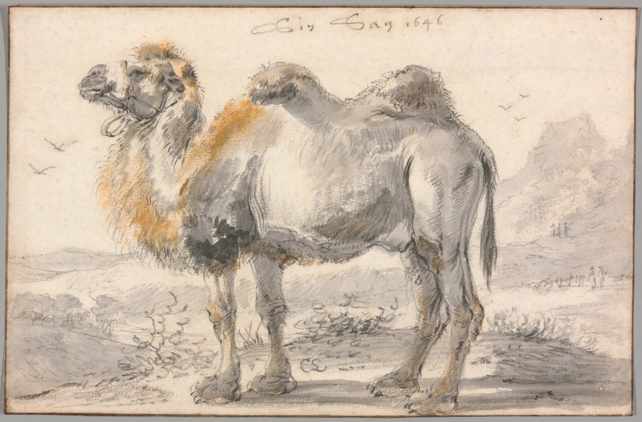 Wielbłąd autorstwa Cornelis Saftleven