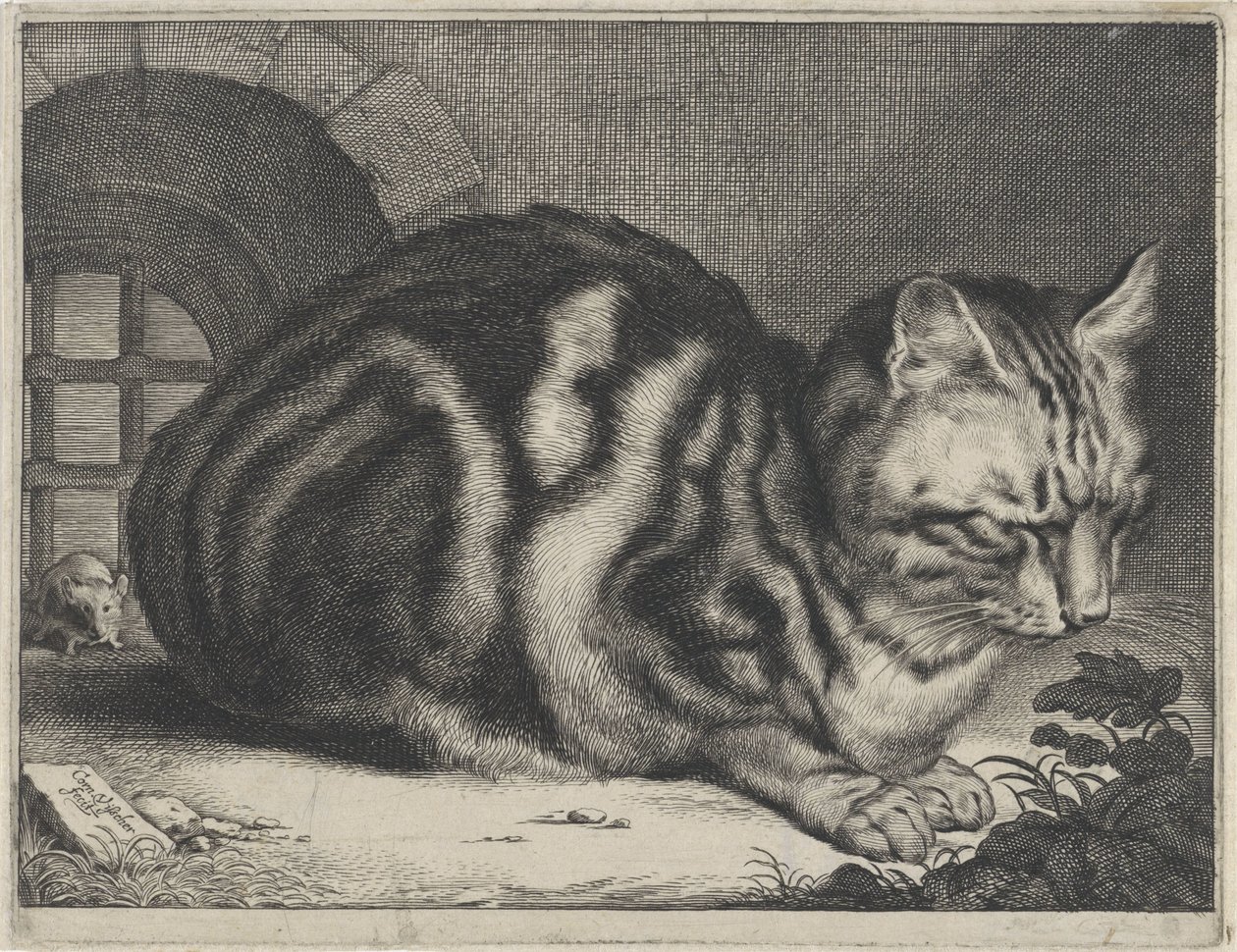 Duży kot autorstwa Cornelis Visscher (II)