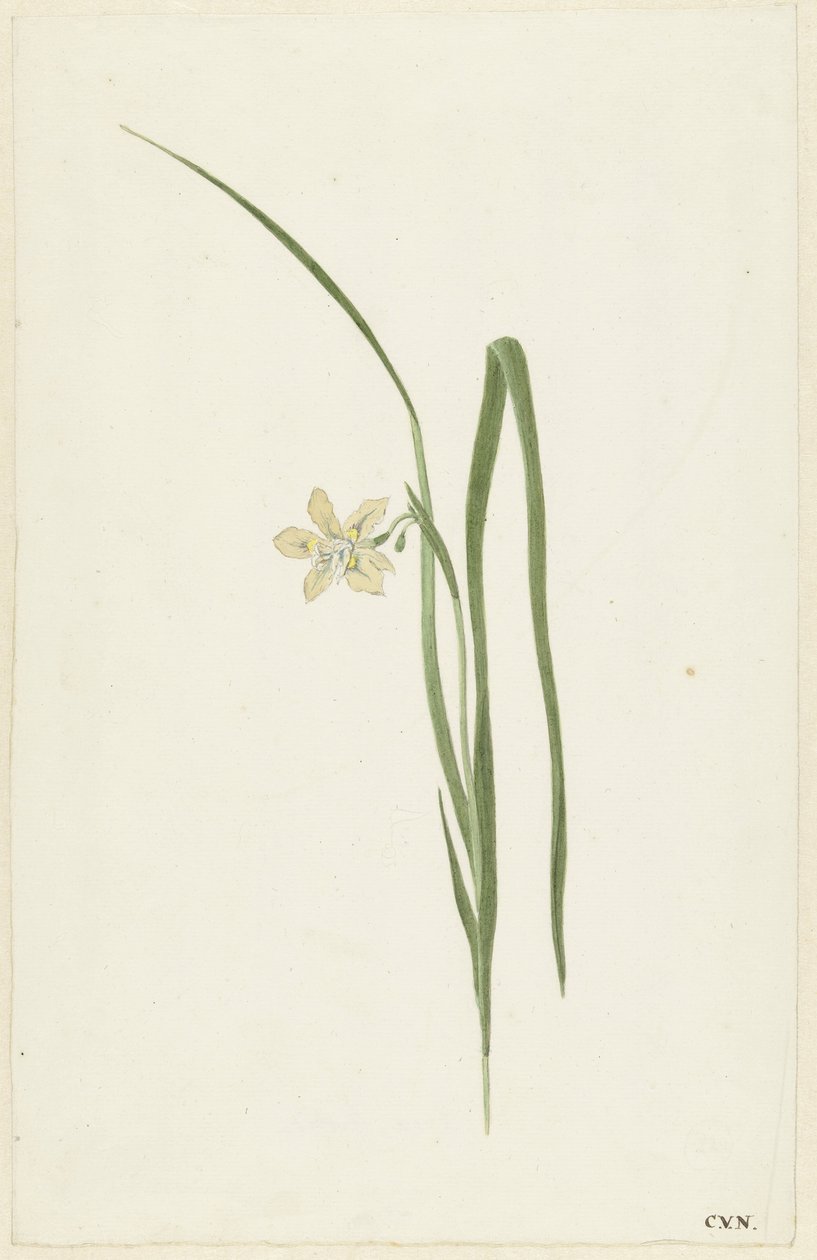 Irys autorstwa Cornelis van Noorde