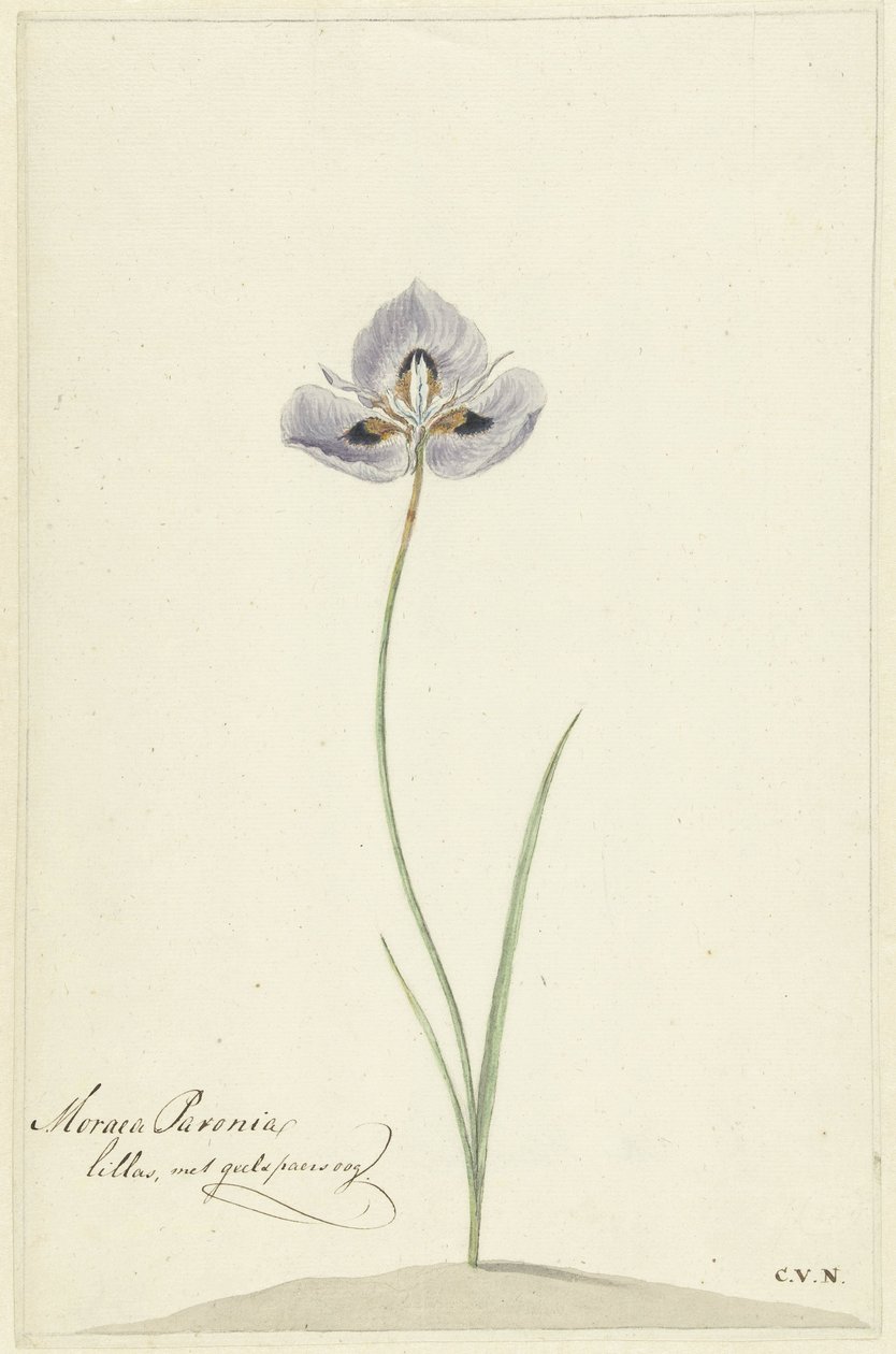 Irys autorstwa Cornelis van Noorde