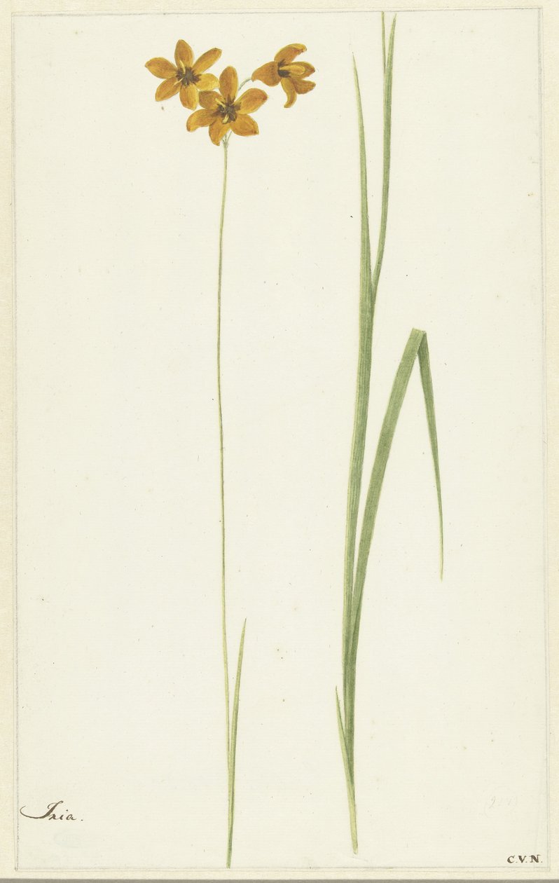 Ixia autorstwa Cornelis van Noorde