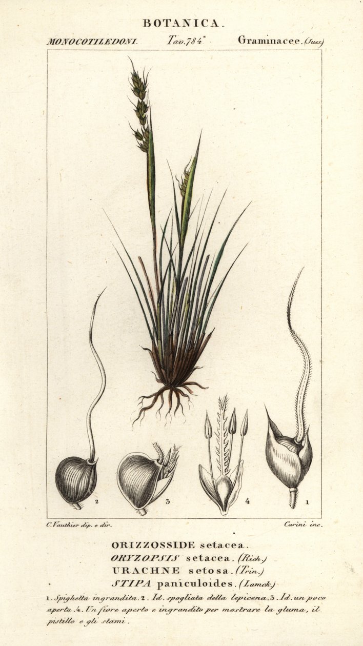 Trawa ogrodowa , Piptochaetium panicoides autorstwa Corsi Corsi