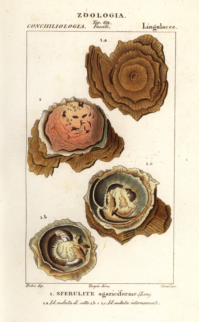 Sferulity agariciformis autorstwa Corsi Corsi