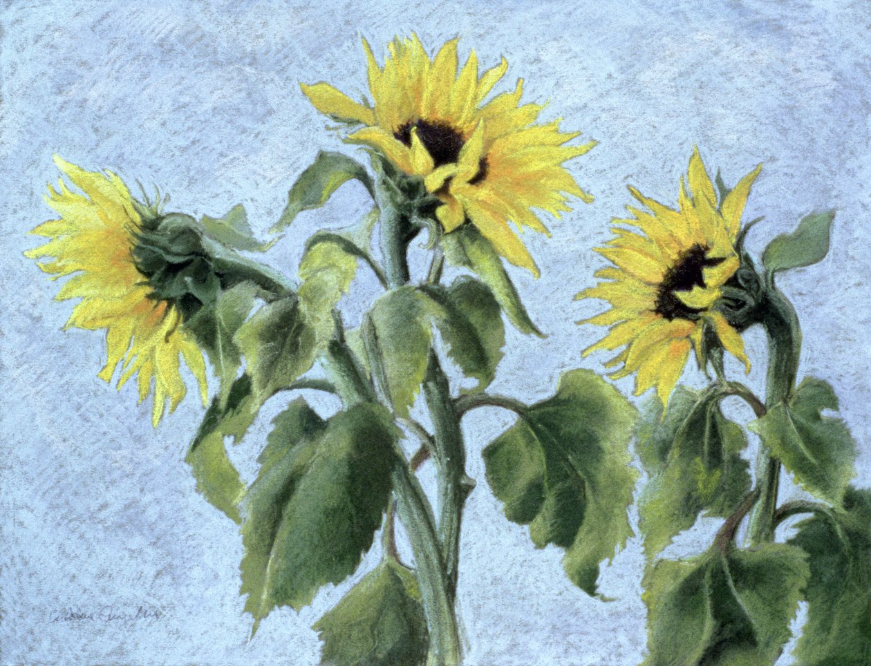 Słoneczniki, 1996 (pastel) autorstwa Cristiana Angelini