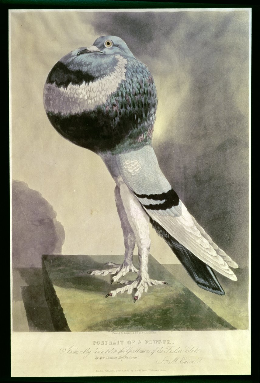 Portret gołębia Poutera autorstwa D. Wolsenholme