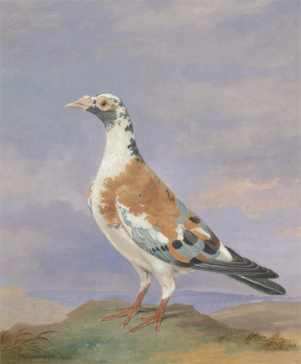 Gołąb nosiciela Grizzle autorstwa D. the Younger Wolstenholme