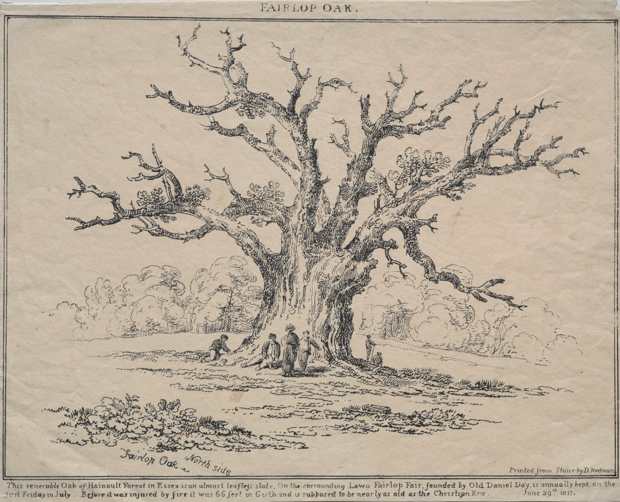 Dąb Fairlop, 1811. autorstwa D. H. Redman