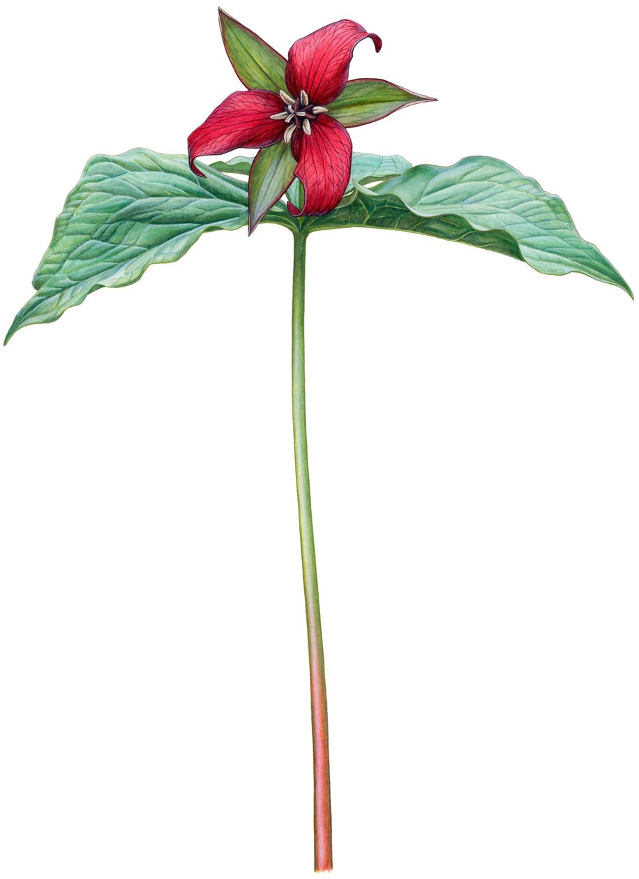 Czerwona trillium (akwarela i gwasz) autorstwa Damstra Emily