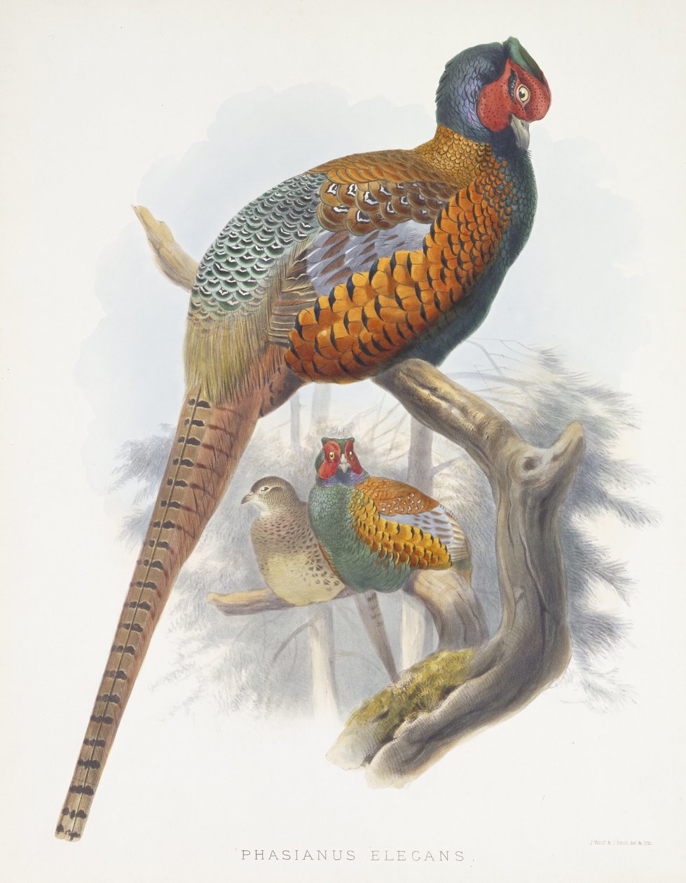 Phasianus Elegans (Elegancki Bażant), 1870-1872 autorstwa Daniel Giraud Elliot