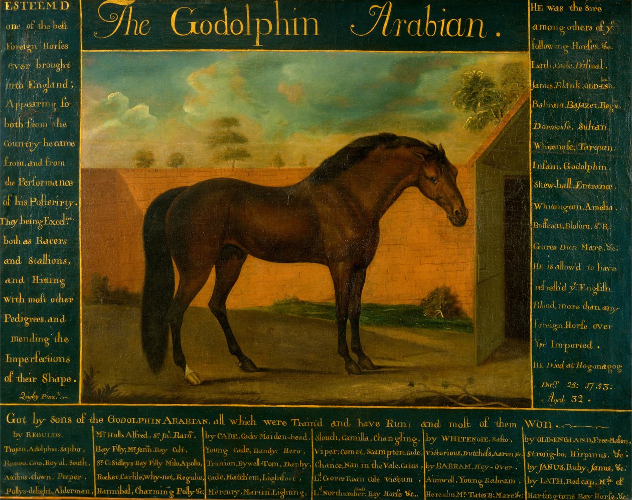 Godolphin Arabian autorstwa Daniel Quigley