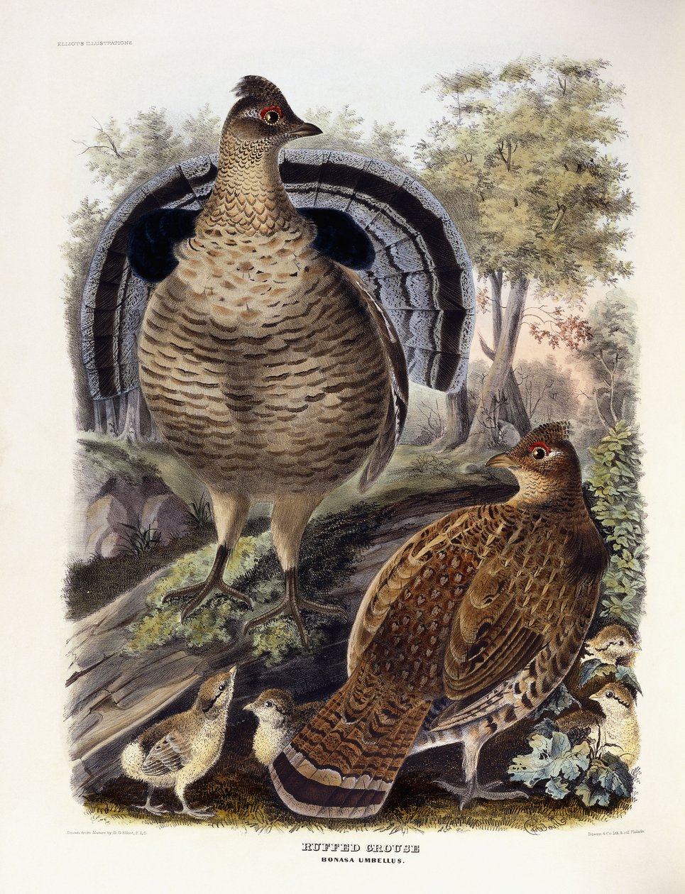 Cietrzew garbaty, 1865 autorstwa Daniel Girard Elliot