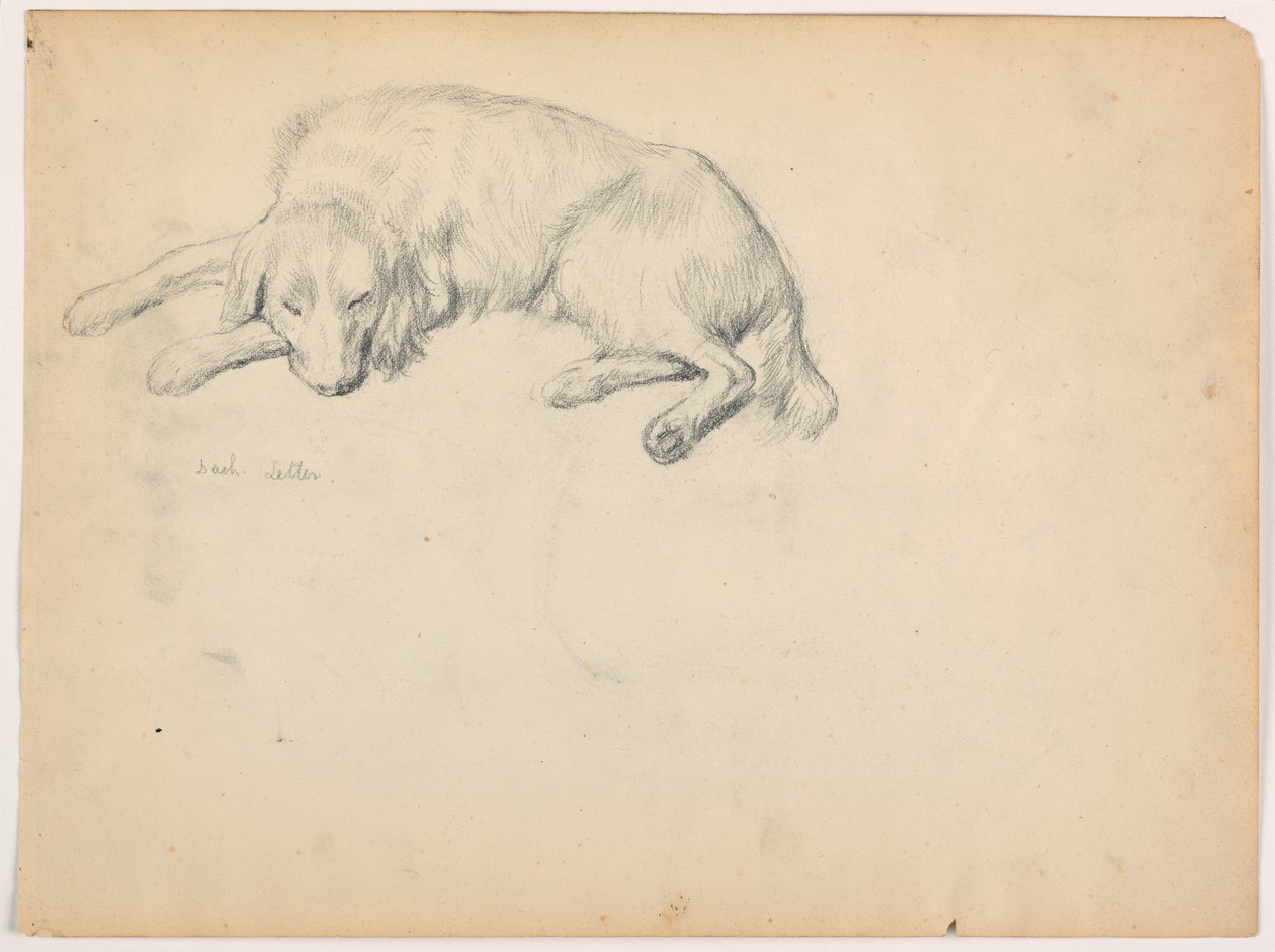 Rysunek, Dash (seter), ok. 1862 r. autorstwa Daniel Huntington