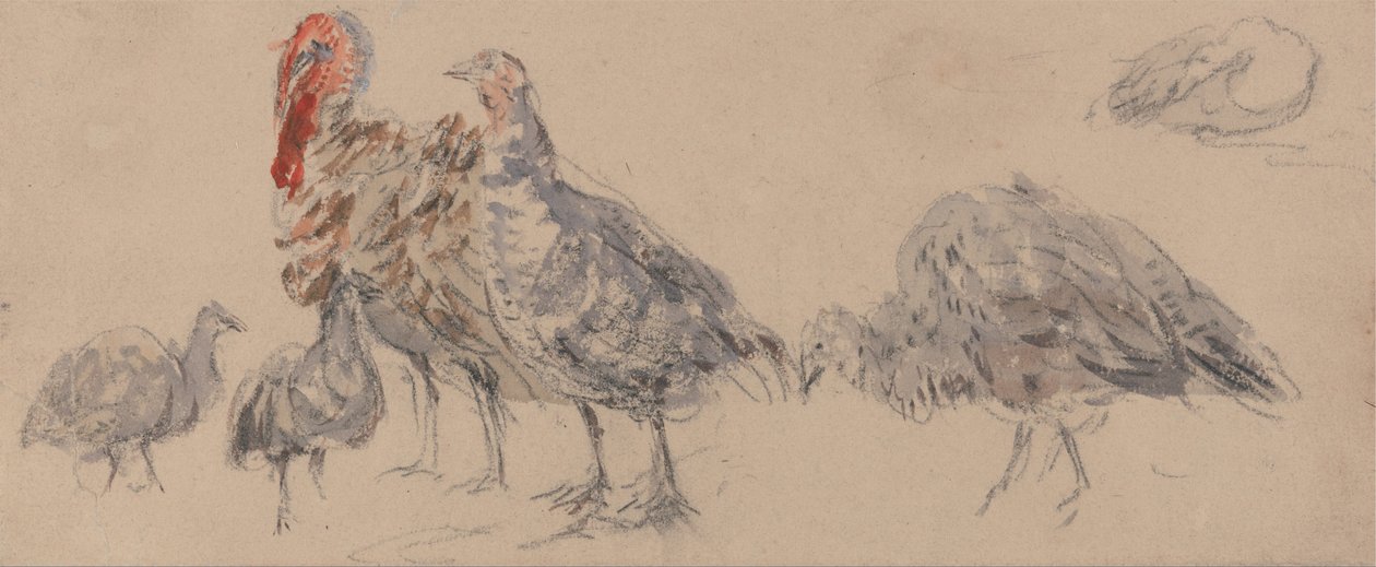 Badanie indyków autorstwa David Cox