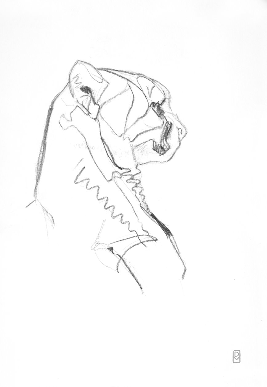 Gepard, 2014 (Grafit na papierze) autorstwa David Mayer
