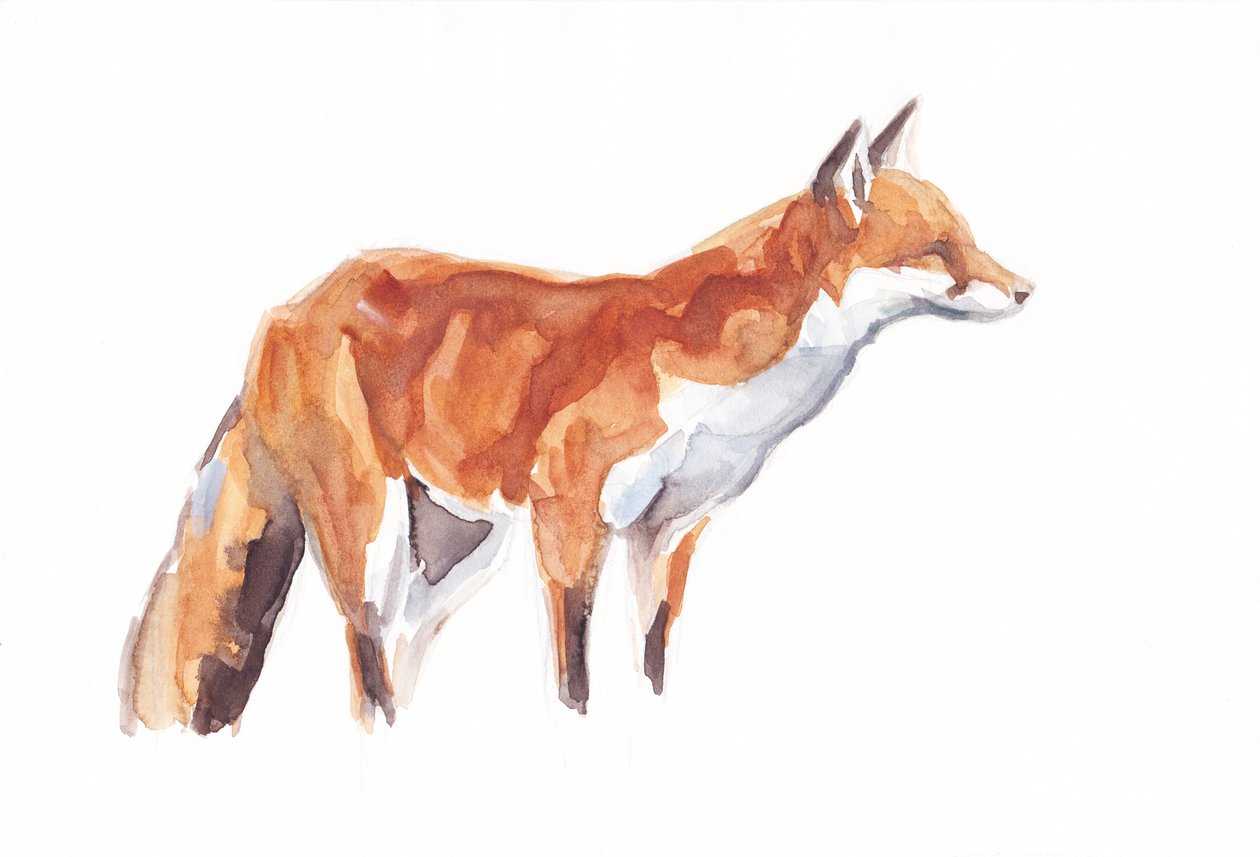 Fox, 2021 (kredka i akwarela na papierze) autorstwa David Mayer