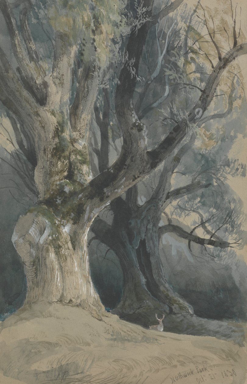 Деревья в Northwick Park Polish autorstwa David Roberts