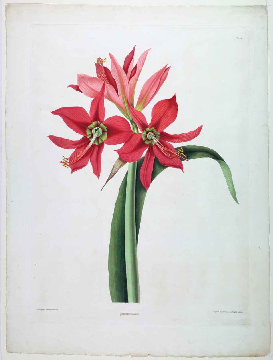 Dwór Amarylis autorstwa De Gouy