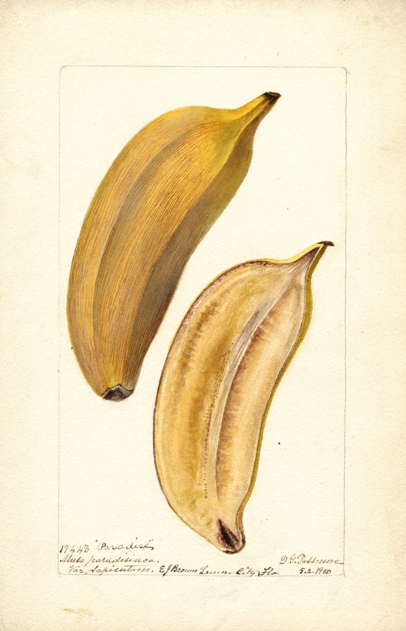 Banany (Musa: Paradise) (toaleta) autorstwa Deborah Griscom Passmore