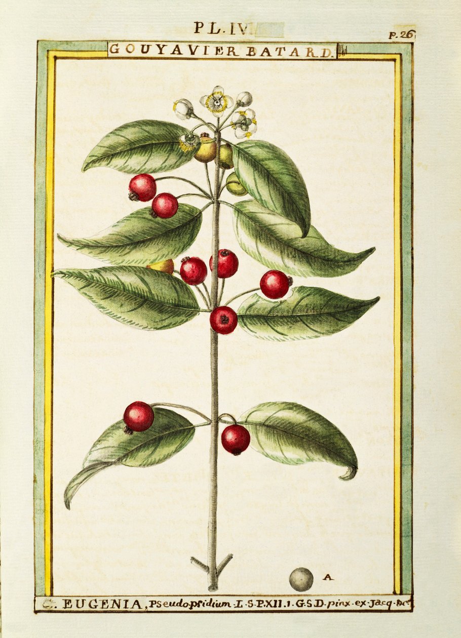 Brush Cherry (Eugenia pseudo-pridium), akwarela Delahaye autorstwa Delahaye Delahaye