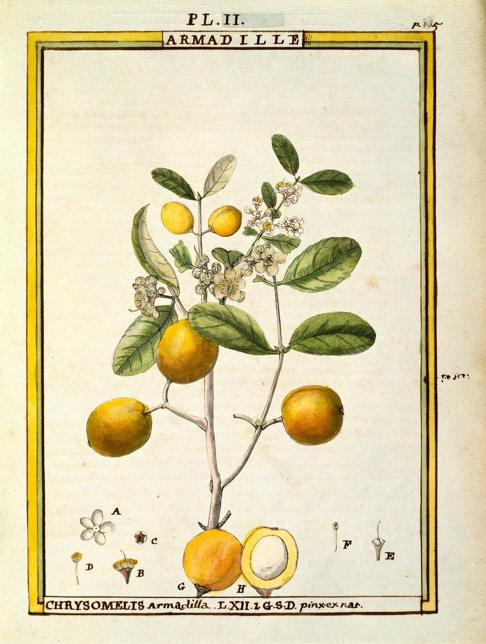 Chrysomelis Armadilla, akwarela Delahaye autorstwa Delahaye Delahaye