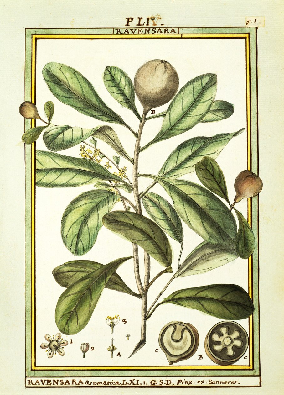 Cryptocarya Aromatica, akwarela Delahaye autorstwa Delahaye Delahaye