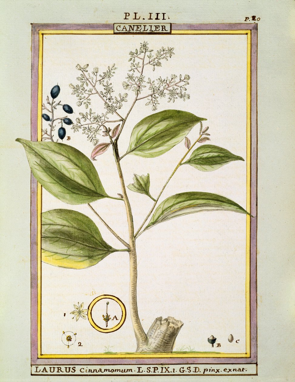 True Cinnamon (Cinnamomum Verum), akwarela Delahaye autorstwa Delahaye Delahaye